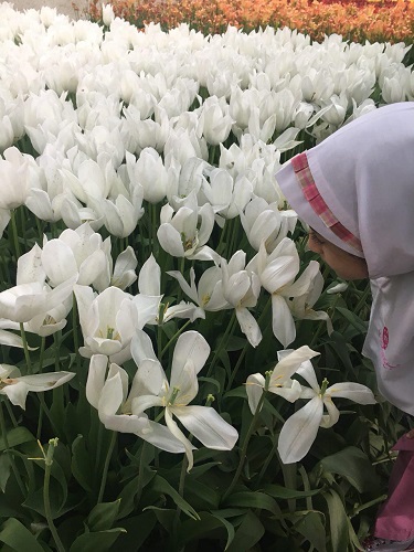 بازدید نوآموزان پیش دبستان و دبستان دخترانه از گل های لاله